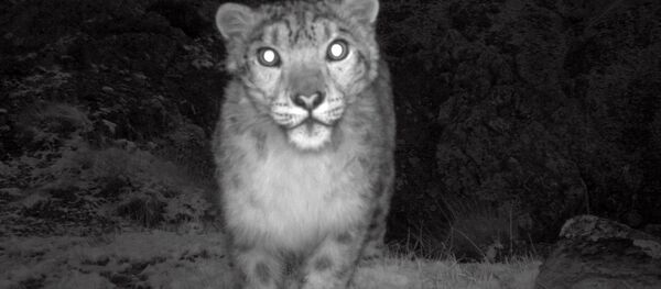 Дикие животные на фотоловушках, установленных на Иссык-Куле - Sputnik Кыргызстан