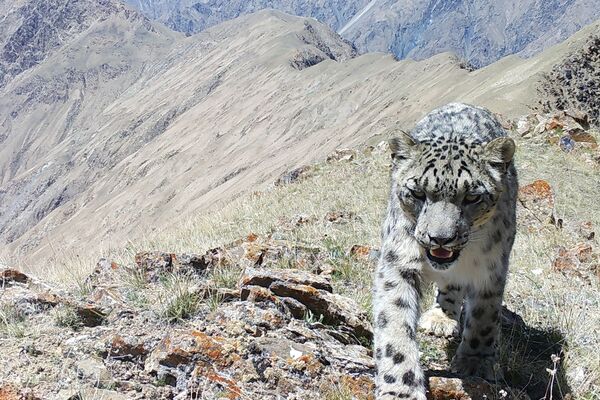 Ысык-Көл облусундагы тоолорго коюлган фотокапканга ак илбирс, мадыл, аркар-кулжа баштаган сейрек кездешкен жапайы жаныбарлар түшүп калды. - Sputnik Кыргызстан