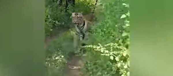 Туристы так хотели встречи с тигром, но еле унесли ноги от него. Видео - Sputnik Кыргызстан