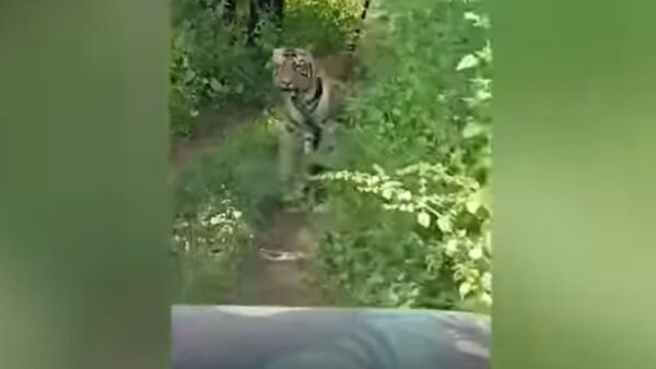 Туристы так хотели встречи с тигром, но еле унесли ноги от него. Видео - Sputnik Кыргызстан