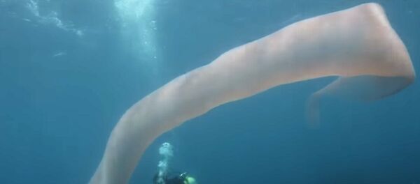 Гигантское необычное существо сняли на видео дайверы в Новой Зеландии - Sputnik Кыргызстан