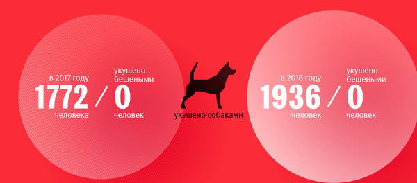 Какие животные могут напасть на вас в Бишкеке — статистика укусов - Sputnik Кыргызстан