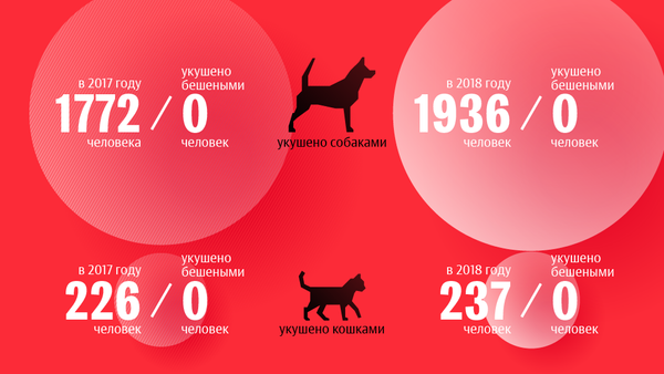Какие животные могут напасть на вас в Бишкеке — статистика укусов - Sputnik Кыргызстан