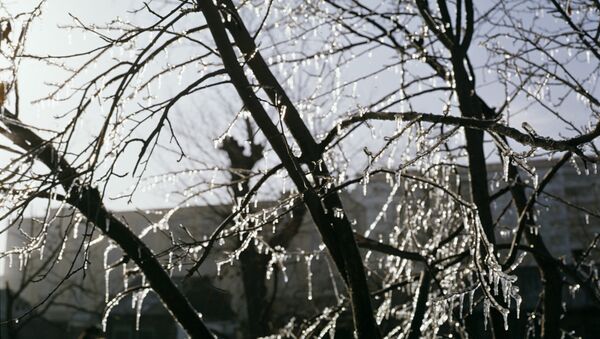 Ветви дерева, увешанные сосульками. Архивное фото - Sputnik Кыргызстан