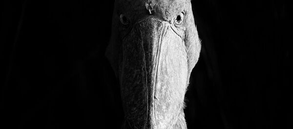 Победители фотоконкурса Nature Photographer of The Year 2018 - Sputnik Кыргызстан