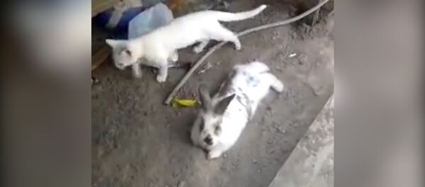 Мышыкты куткаруу үчүн жанталашып жер казган коендун видеосу - Sputnik Кыргызстан