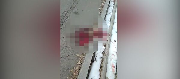 Бишкекте ит атарлар жолбун иттерди атышты - Sputnik Кыргызстан