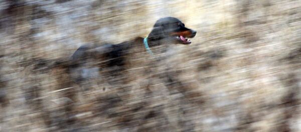 Соколиная охота в Московской области - Sputnik Кыргызстан