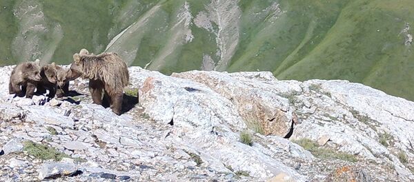 Эңилчек өрөөнүнө коюлган фотокапканга үч мамалагын ээрчиткен аюу түшүп калган - Sputnik Кыргызстан