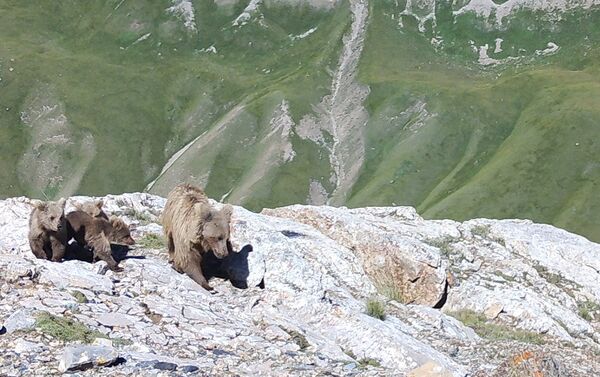 В кадр фотоловушки попала семья медведей - Sputnik Кыргызстан