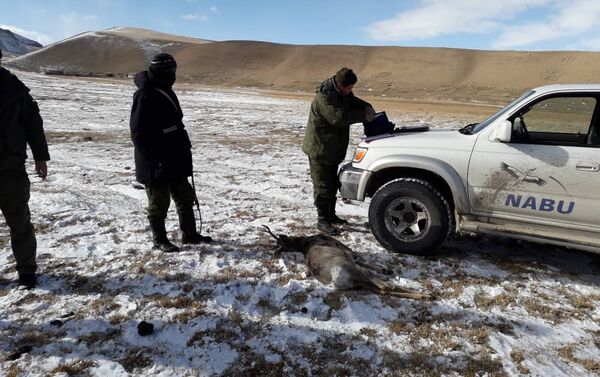 За незаконный отстрел косули задержан браконьер - Sputnik Кыргызстан