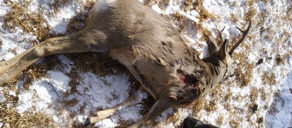 Эликти мыйзамсыз аткан браконьер кармалганын Германиянын Жаратылышты коргоо союзунун (NABU) Кыргызстандагы өкүлчүлүгү билдирди - Sputnik Кыргызстан