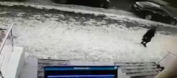 Момент смертельного падения сосульки на женщину в Алматы попал на видео Момент смертельного падения сосульки на женщину в Алматы попал на видео - Sputnik Кыргызстан