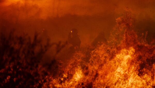 Лесной пожар. Архивное фото - Sputnik Кыргызстан