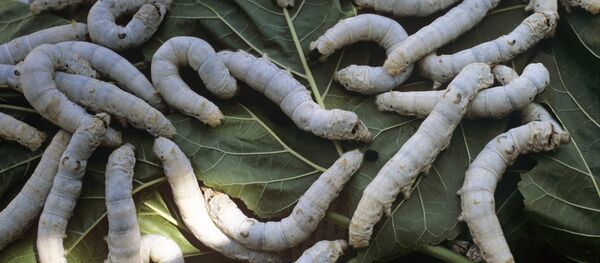 Курттар. Архив - Sputnik Кыргызстан