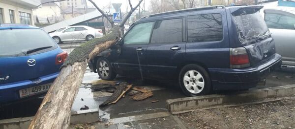 В Бишкеке на пересечении улиц Калыка Акиева и Рыскулова на машину упало дерево - Sputnik Кыргызстан