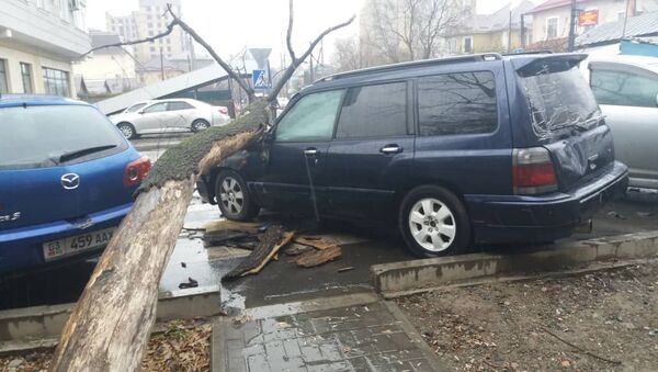 В Бишкеке на пересечении улиц Калыка Акиева и Рыскулова на машину упало дерево - Sputnik Кыргызстан