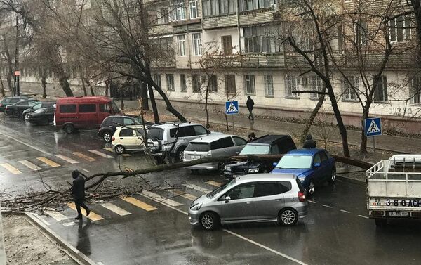 В Бишкеке на машину упало дерево, сообщили агентству Sputnik Кыргызстан по WhatsApp-каналу очевидцы - Sputnik Кыргызстан