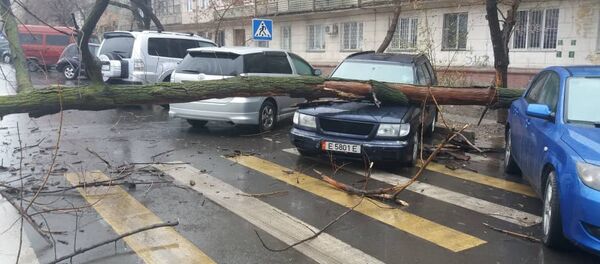 Бишкекте унаанын үстүнө бак кулаганын Sputnik Кыргызстан агенттигине күбө WhatsApp каналы аркылуу билдирди Бишкекте унаанын үстүнө бак кулаганын Sputnik Кыргызстан агенттигине күбө WhatsApp каналы аркылуу билдирди - Sputnik Кыргызстан