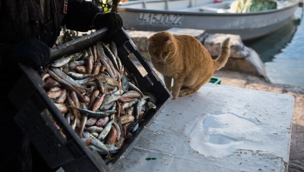 Кот у корзины с рыбой. Архивное фото - Sputnik Кыргызстан