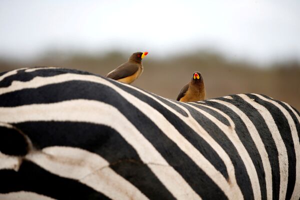 Найроби улуттук паркындагы зебранын жонунда отурган чымчыктар - Sputnik Кыргызстан