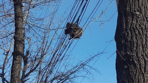 Срез дерева на проводах на улице Абдрахманова в Бишкеке - Sputnik Кыргызстан