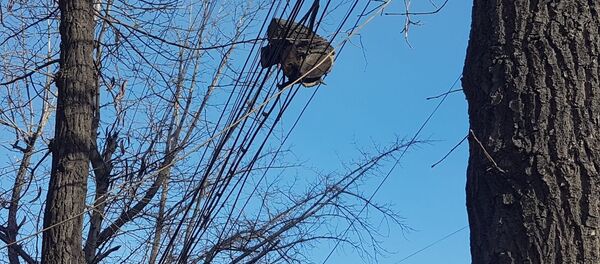 Срез дерева на проводах на улице Абдрахманова в Бишкеке - Sputnik Кыргызстан