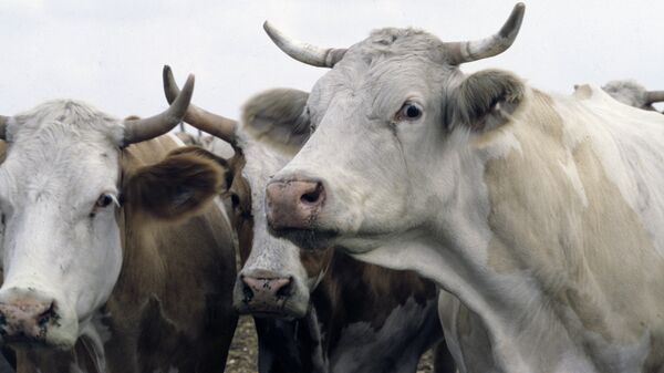 Крупный рогатый скот на ферме. Архивное фото  - Sputnik Кыргызстан