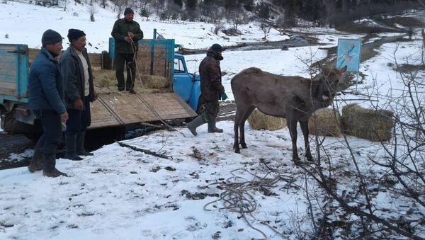 Переселение 9 голов марала из Нарынского государственного заповедника в лесной заказник Балтыркан Аксыйского района - Sputnik Кыргызстан