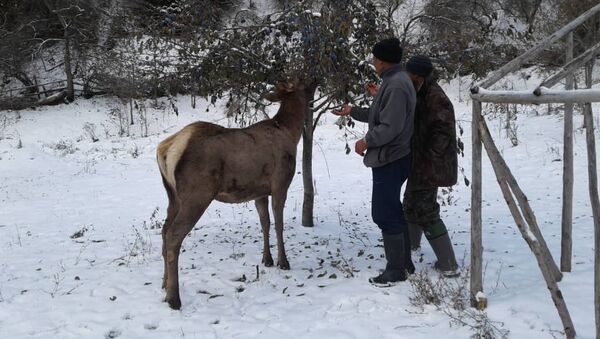 Переселение 9 голов марала из Нарынского государственного заповедника в лесной заказник Балтыркан Аксыйского района - Sputnik Кыргызстан