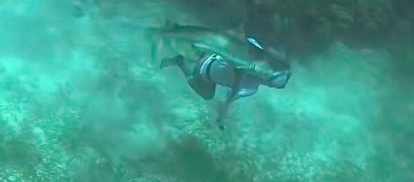 Акула укусила дайвера за голову — момент нападения попал на видео Акула укусила дайвера за голову — момент нападения попал на видео - Sputnik Кыргызстан