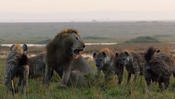 Гиены загнали льва в угол, от неминуемой гибели его спас соплеменник. Видео - Sputnik Кыргызстан