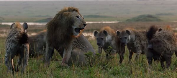 Гиены загнали льва в угол, от неминуемой гибели его спас соплеменник. Видео Гиены загнали льва в угол, от неминуемой гибели его спас соплеменник. Видео - Sputnik Кыргызстан