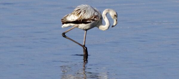 Фотоловушки на территории озер Сон-Куль, Чатыр-Куль и в биосферной зоне Иссык-Куль - Sputnik Кыргызстан