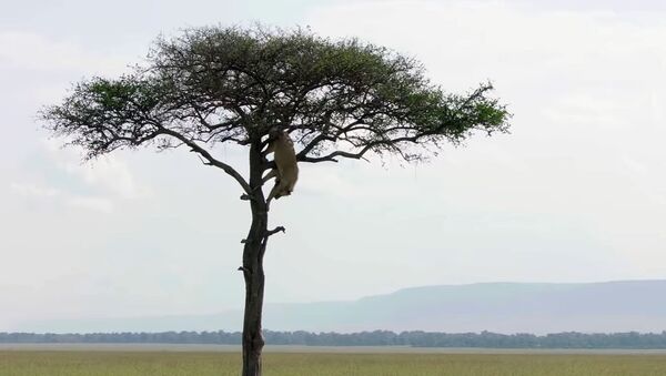 Лев, застрявший на дереве, стал посмешищем в соцсетях. Видео - Sputnik Кыргызстан