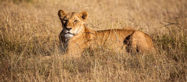 Национальный заповедник Масаи-Мара в Кении - Sputnik Кыргызстан