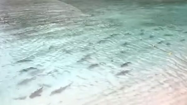Таиланддагы пляждын жээгин акулалар каптады. Видео - Sputnik Кыргызстан