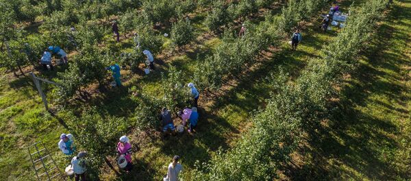 Сбор яблок в Краснодарском крае - Sputnik Кыргызстан