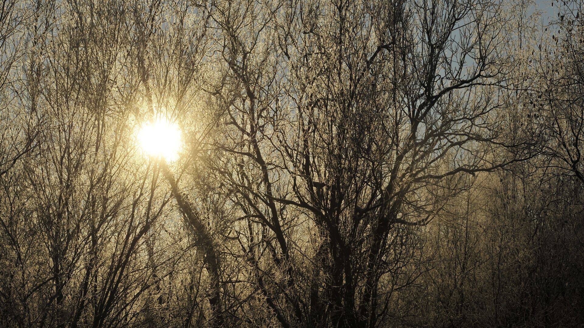 Лес на фоне заката. Архивное фото - Sputnik Кыргызстан, 1920, 12.02.2023
