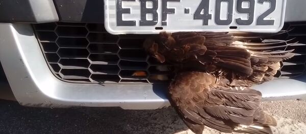 Машинага урунган ителги аман калды. Канаттууну куткаруу учурундагы видео Машинага урунган ителги аман калды. Канаттууну куткаруу учурундагы видео - Sputnik Кыргызстан