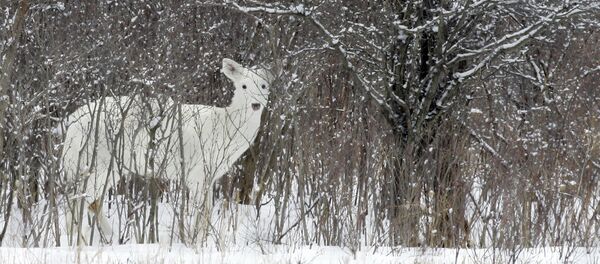 Белый олень. Архивное фото - Sputnik Кыргызстан