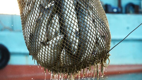 Лов рыбы. Архивное фото - Sputnik Кыргызстан