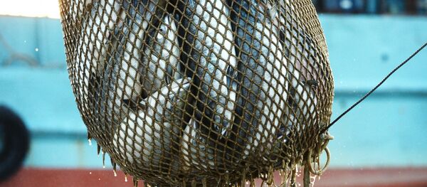 Балык уулоо. Архив - Sputnik Кыргызстан