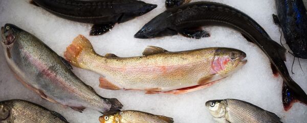 Форель. Архивное фото - Sputnik Кыргызстан