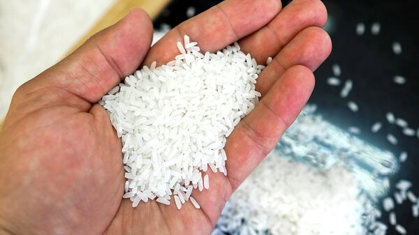 Выращивание риса. Архивное фото - Sputnik Кыргызстан