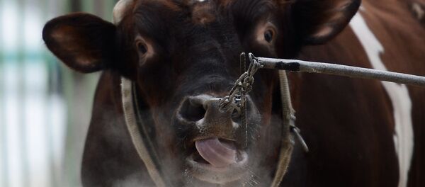 Головной центр по воспроизводству сельскохозяйственных животных - Sputnik Кыргызстан