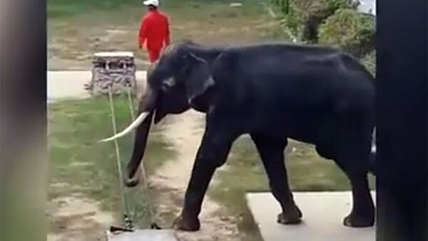 Вид ужасно худого слона в зоопарке Таиланда расстроил посетителей. Видео - Sputnik Кыргызстан