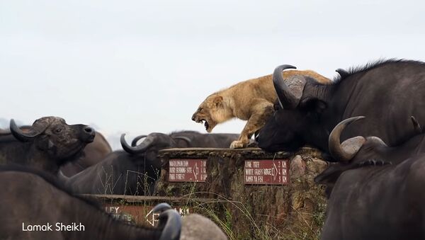 Буйволы загнали львицу в угол, окружив всем стадом, — видео - Sputnik Кыргызстан