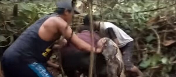 Битва людей с гигантским питоном попала на видео Битва людей с гигантским питоном попала на видео - Sputnik Кыргызстан