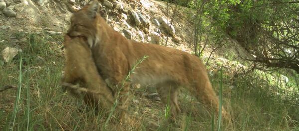 Охота рыси на сурка и волк с ягненком в пасти — видео из заповедника КР - Sputnik Кыргызстан